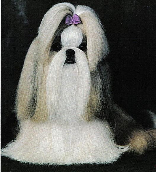 猫咪突然腹泻的原因探究